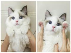 まだ猫カフェデビューができていないあなたへ。都内の猫カフェ4選