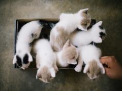 ZIPでも話題に！ウザ可愛い「じゃまねこ」達が今アツいんです♡