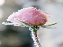 バスルームでお花見気分♡桜色の入浴剤で春をあったかく感じたいの