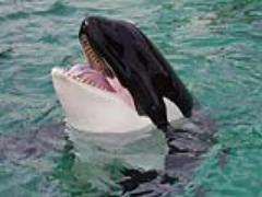 美しい海が広がる鴨川へ！観光に出かけて心を落ち着かせてみよう♪