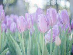 お春なムードたっぷり♡優しいチューリップを取り入れたお花ネイルカタログ