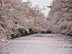 川面に舞い降りた桜のよう♡じ～っと見つめたいピンクグラデーションネイル