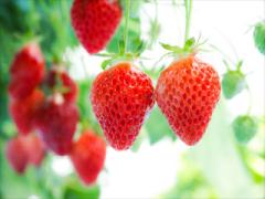 今がベストシーズン！春の「いちご狩り」はバスツアーでお得に楽しむ♩