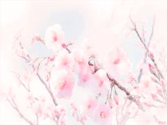 12時間で満開になるMagic桜♡一足先に家で春を感じましょう