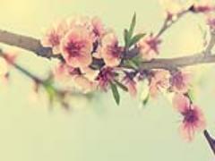 迷ったらコレ！春の3大キーワード、桜・恋・パステルで作るネイルデザイン♡