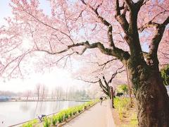 デキる女は持っている。お花見&amp;ピクニックで活躍必須な5つのアイテム