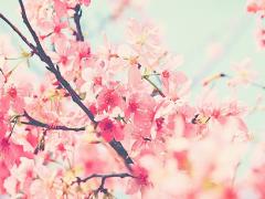 〔京都〕わたしの恋にも春よ、来い。桜咲き誇る恋愛成就の寺社4選