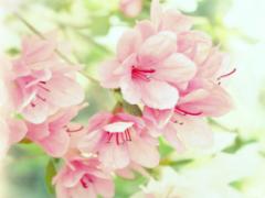 桜を見る目が変わる＊お花見がもっと楽しみになる素敵な花言葉集【種類別】