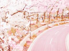 指先にさくらの開花情報続出中♡ピンクでつくる春ネイルカタログ