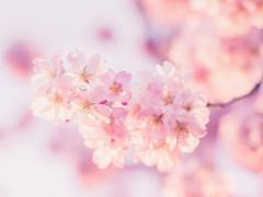 見渡すかぎり、ピンクの絨毯。全国各地の“桜の海"3つの絶景スポット