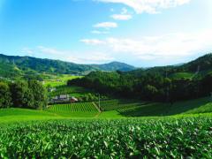 京都駅から電車でGO♡抹茶と清酒の本場宇治で観光しませんか？