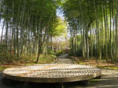 ぬくもり感じる中伊豆へ。四季折々で楽しめる癒しの観光スポット