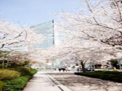 桜の季節、到来。色とりどりのお花に溢れる春の虎ノ門ヒルズへようこそ♡