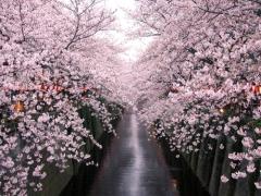 SNS頻出？！目黒川の苺シャンパンが可愛すぎるってウワサ♡