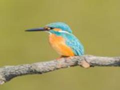 ゴールデンウィークはお花のじゅうたんへ。息をのむほど美しい“芝桜スポット”5選