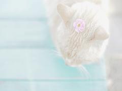 指先に 春、ひらり。ふんわり優しい印象が舞い降りる、花びらネイルカタログ