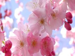 桜が散った時のヒーロー♡圧巻の“芝桜”が楽しめる全国のお花見スポット7選+1