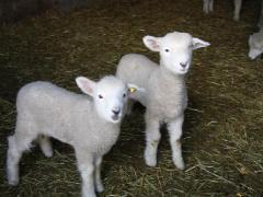 マザー牧場を満喫した後は？周辺ホテルでゆっくり旅の思い出を振り返ろう♡