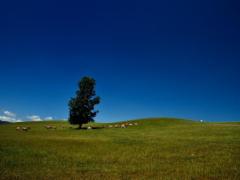 ゴールデンウィークはシーズン到来！北海道をレンタカーでサクッと周っちゃおう