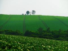 美しい景色を探して♡フォトジェニックな富良野の観光プランで最高の旅を