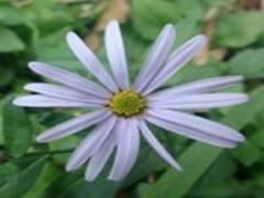 ゆったりと時間を過ごせる♡津和野の観光スポットを巡る旅に出発