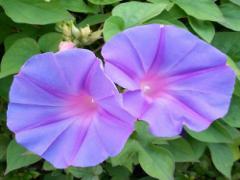 みんなは紫陽花、でも私は違う。少し先取りで“朝顔ネイル”を楽しむの♡