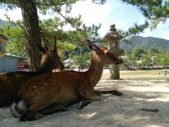 中国地方、広島を巡る。歴史を感じる1泊2日の観光プラン