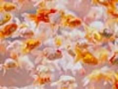 夏の涼は金魚にあり。暑さを吹き飛ばす、金魚スポットとスイーツとは？