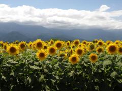 この夏はバスツアーで青春が常識♡インスタジェニックすぎる日本の風景5選