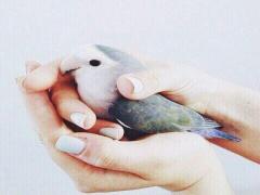 〈名古屋〉鳥好きによる鳥好きのためのフェス。小鳥雑貨・グルメが大集合♡