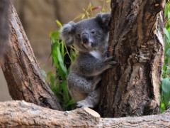 サマーだから特別です♡東山動物園の「ナイトZOO」が2016年も開催決定！