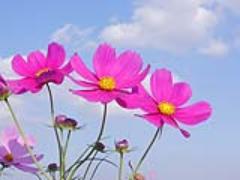 ひまわりの次は…？秋はコスモス畑で決まり♡先取りチェックしておきましょ。