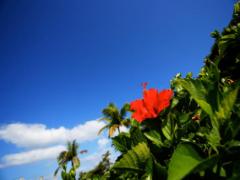 那覇空港からすぐ♡リゾート気分に浸れる「瀬長島」ステイが大人気