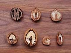 今日から始める「クルミ生活」。超優秀フードの秘密を大解剖♡