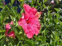 花言葉は、新しい恋♡夏の恋を引き寄せるハイビスカスネイルを指先に