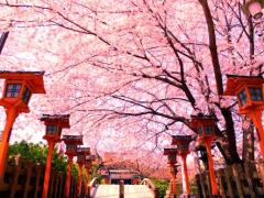 蜷川実花が手がける桜に魅せられて。ホテルアンテルーム京都が進化した！