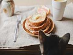 「ごめんね。いただきます♡」猫派の為の見ても食べてもときめく”猫レシピ”