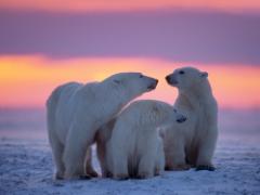 白くまとフルーツの運命的な出会い。見て可愛い、食べて美味しいフルーツサンド