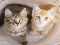 猫好きにはたまらない！東京の癒され猫カフェ♡
