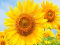 《8月11日～》45万本のひまわりに囲まれたい♡座間市ひまわり畑が今年も始まります！