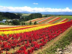 一面に広がる花畑は絶景。アルパカにも会える「四季彩の丘」が気になるの