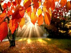 秋です、集まれ芋姉さん！芋をこよなく愛する君たちへ。とっておきのさつまいもレシピ♡