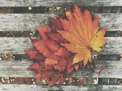 少ない秋を存分に満喫しましょ。身も心も温まる”かぼちゃ”レシピ10選