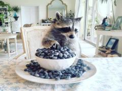 実は便秘にも効果◎ブルーベリーを使った11品のおすすめレシピ