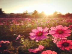 花言葉は"乙女の真心"。秋も愛しい桜の花・コスモスネイルで作る可憐で儚い指先♡