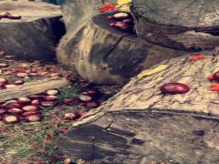 ほっこり栗の優しい甘さが広がる。無印良品の秋のマロンスイーツ6選