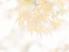 鮮やかに美しい♡秋限定だからこそ指先にのせたい、紅葉ネイルカタログ