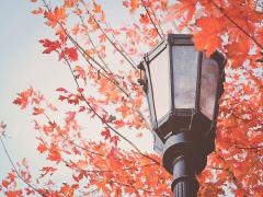 色鮮やかに広がる紅葉を眺めながら♡秋らしさがふんわり香る、お弁当レシピ