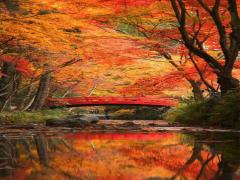 紅葉の季節がやってきた♡綺麗過ぎる京都の紅葉を観に行きませんか？人気スポット＆見頃