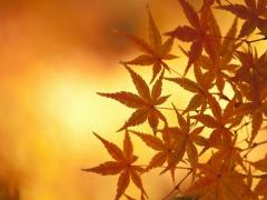 そうだ、島根に行こう！秋の旅行で日常の疲れをリフレッシュしましょ♡